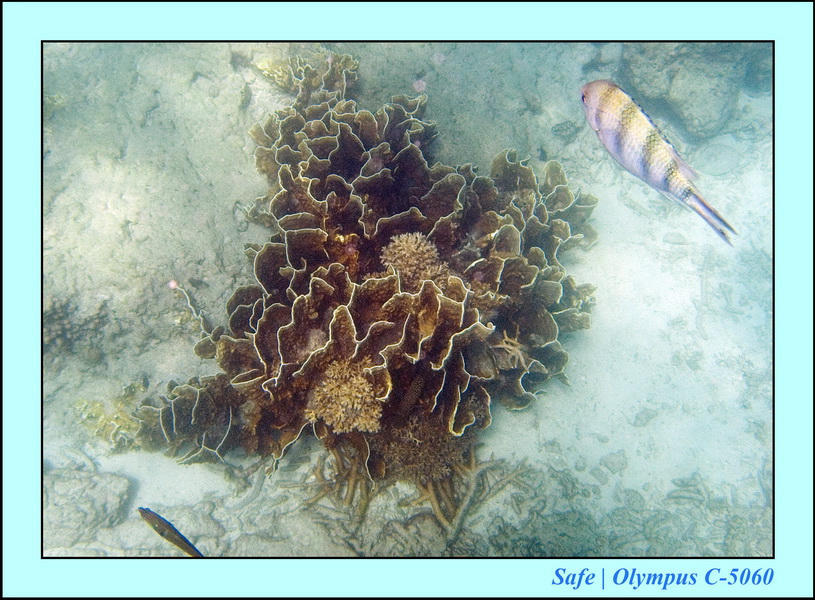 2006 - 07 - Tioman - Plongee monkey bay 10